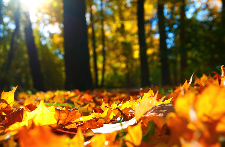Top Fall Scents